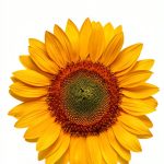 My First Board Books: A Colorful Flower for Baby-0