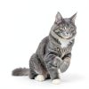 PetAg Vitamin and Mineral Gel Supplement for Cats 3.5oz Easy Digest-4