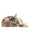Rx Vitamins Amino B+K - Cat Vitamin B & Potassium Supplement for Cats - with Amino Acids Taurine & Lysine - Aids in Cat Kidney Support & Immune Support for Cats - Liver & Bacon 4oz-3
