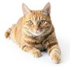 PetAg Vitamin and Mineral Gel Supplement for Cats 3.5oz Easy Digest-2