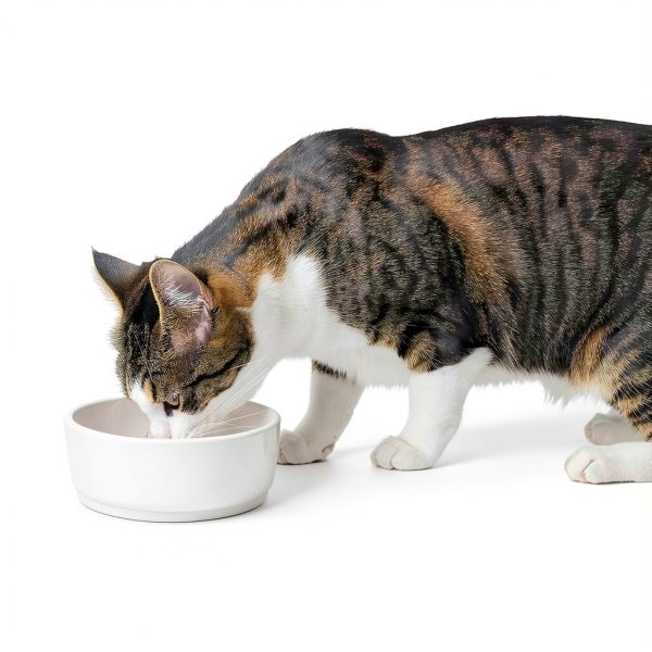 Pet Kelp Superfood Powder for Cats - 6oz Limited Ingredient Supplement-6