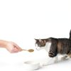 Pet Kelp Superfood Powder for Cats - 6oz Limited Ingredient Supplement-4
