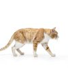 Rx Vitamins Amino B+K - Cat Vitamin B & Potassium Supplement for Cats - with Amino Acids Taurine & Lysine - Aids in Cat Kidney Support & Immune Support for Cats - Liver & Bacon 4oz-2
