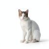 Petralyte Cat Hydration Electrolyte Joint Supplement – 16 Pack Chicken-1