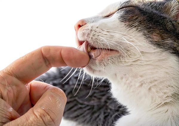 Petralyte Cat Hydration Electrolyte Joint Supplement – 16 Pack Chicken-5