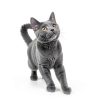 Petralyte Cat Hydration Electrolyte Joint Supplement – 16 Pack Chicken-3