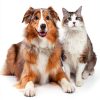 Rx Vitamins Amino B+K - Cat Vitamin B & Potassium Supplement for Cats - with Amino Acids Taurine & Lysine - Aids in Cat Kidney Support & Immune Support for Cats - Liver & Bacon 4oz-6