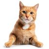 RestoraPet Organic Cat Supplement – Antioxidant Liquid Drops, Tuna-4