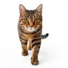 Cat UTI Treatment Cranberry Supplement by YUMAS 120 Chew Multivitamin-3