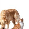 Kidney Support AminAvast for Cats & Small Dogs 300mg 60 Capsules-8