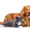 Kidney Support AminAvast for Cats & Small Dogs 300mg 60 Capsules-5