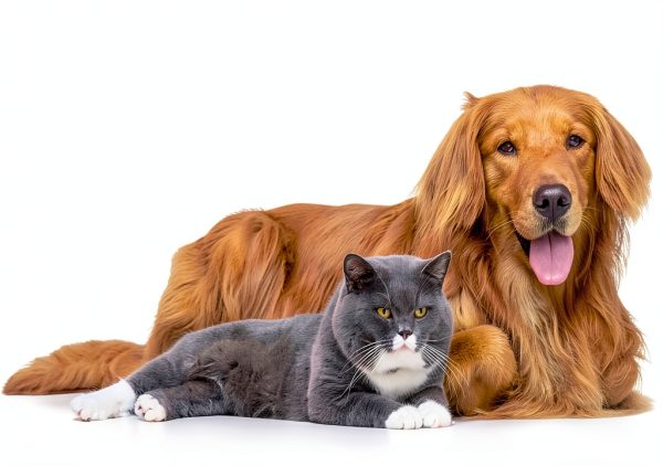 Kidney Support AminAvast for Cats & Small Dogs 300mg 60 Capsules-5